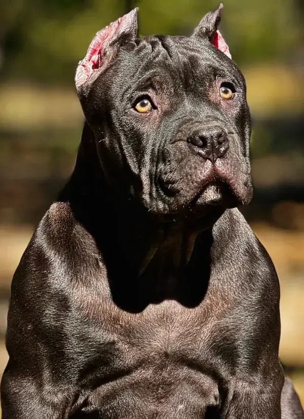 A Samba dog