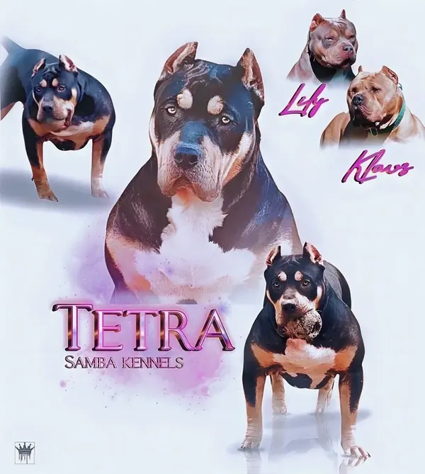 Samba’s Tetra