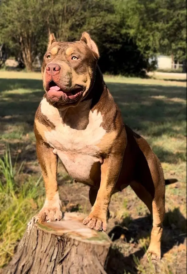 Samba’s Viviana