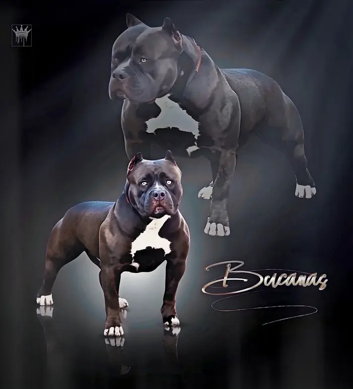 AWB Bucanas of Samba