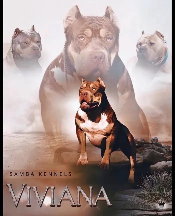 Samba’s Viviana