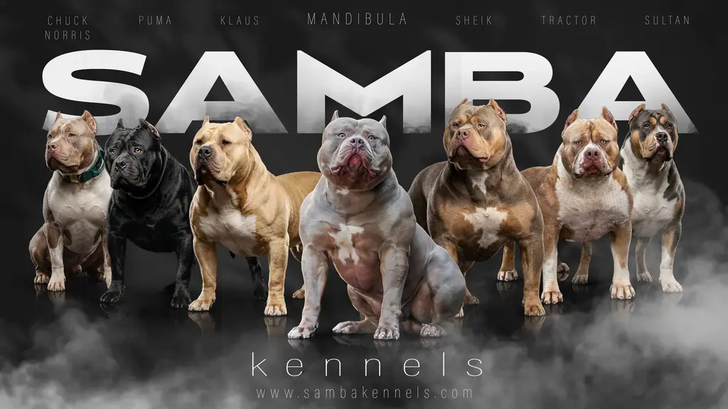 The Samba Kennels studs lined up: Chuck Norris, Puma, Klaus, Mandibula, Sheik, Tractor and Sultan
