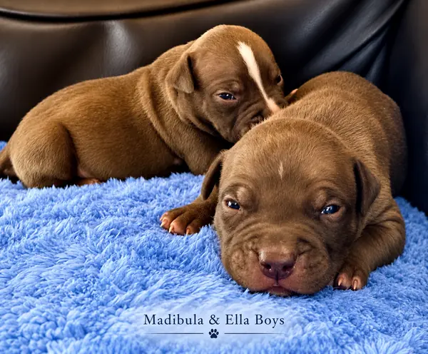 Mandibula × Ella puppies