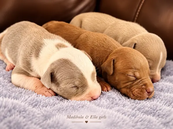 Mandibula × Ella puppies
