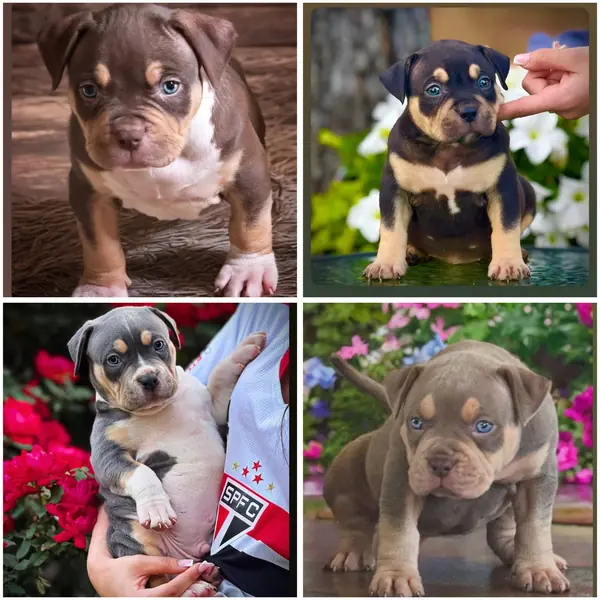 Samba puppies