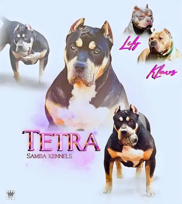 Samba’s Tetra
