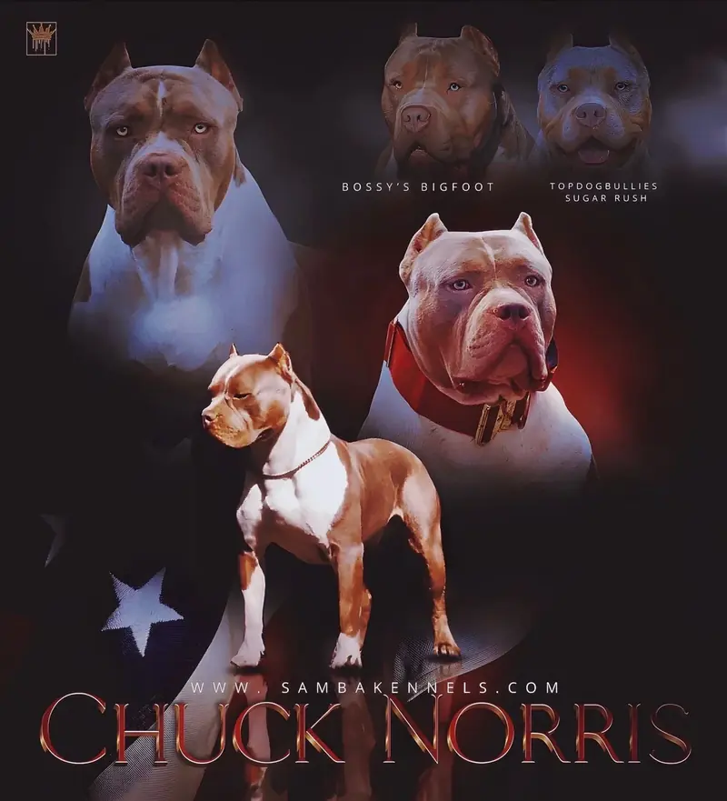 TopXL Chuck Norris