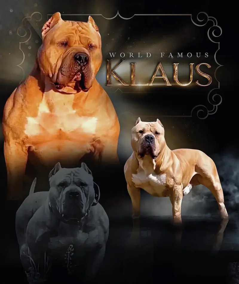 Mr. Klaus Canil Rocha