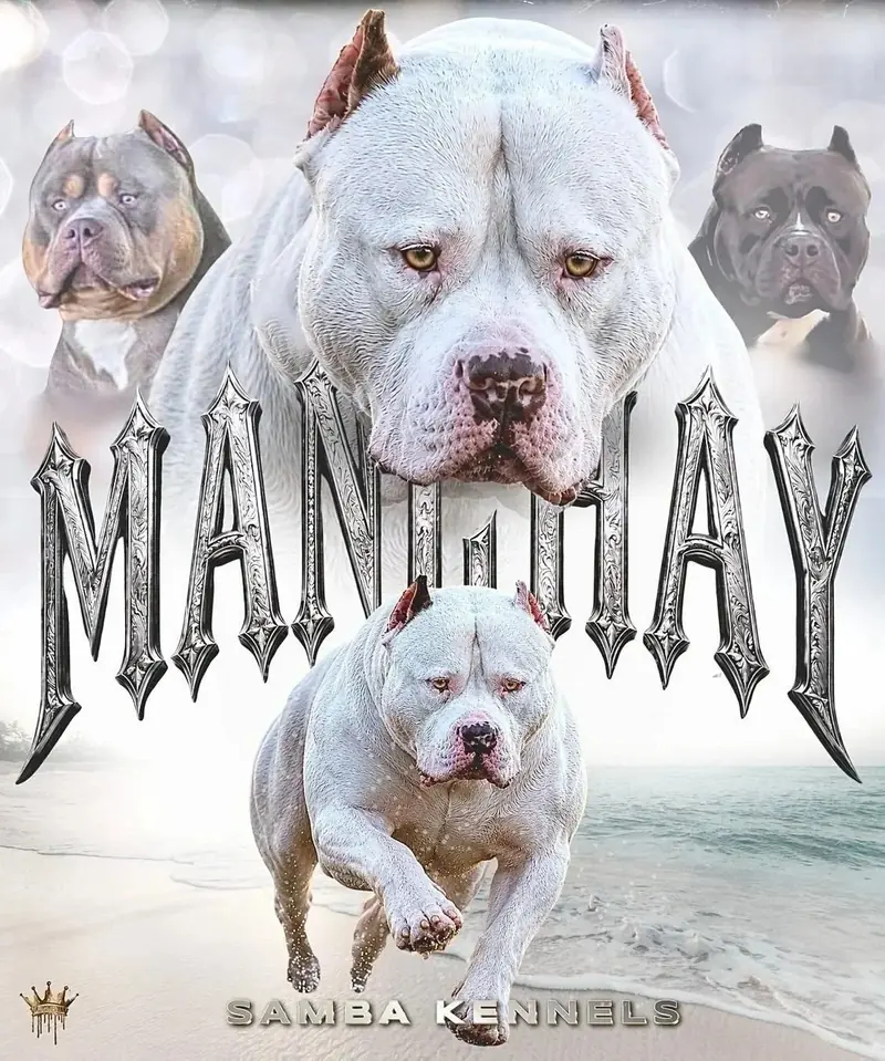 Champion Samba’s Manchay