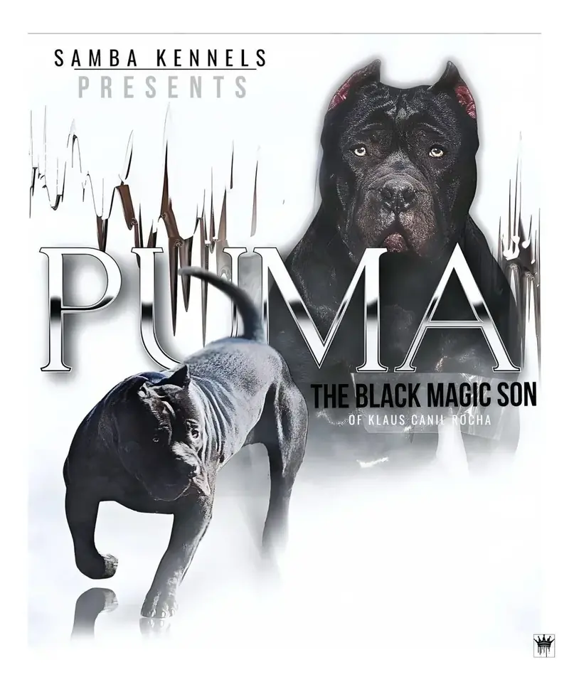 Samba’s Puma