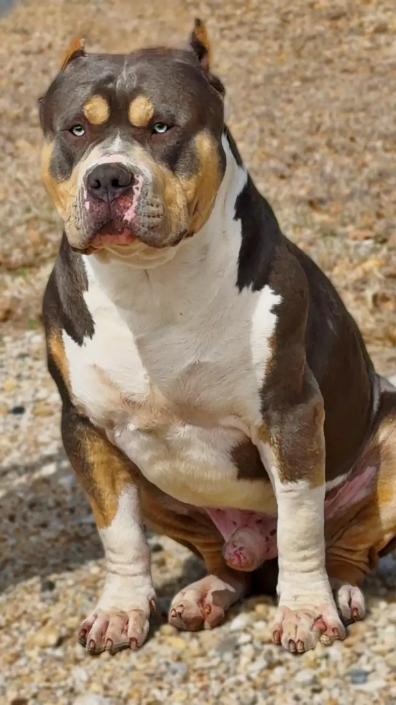 Champion Samba’s Sultan