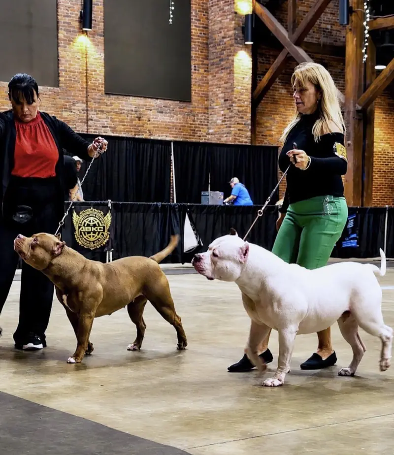 Samba Kennels Makes History at the ABKC Alabama Red Carpet Dog Show