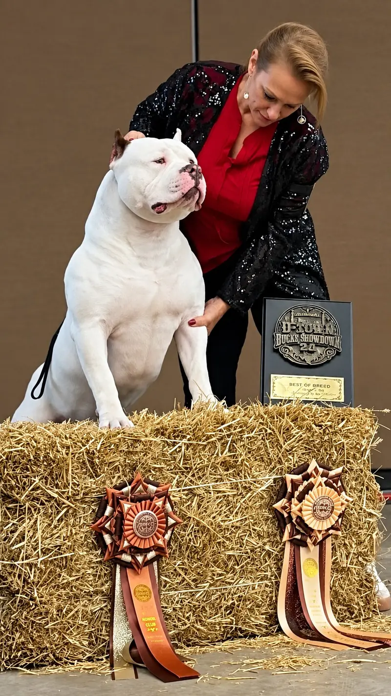 Samba Kennels Family Shines at the ABKC D-Town Bullie Showdown 2.0