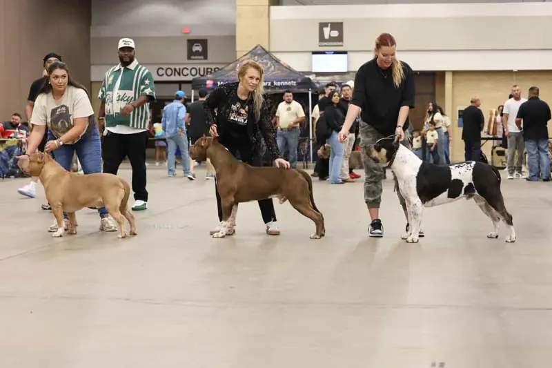 Samba Kennels Family Shines at the ABKC D-Town Bullie Showdown 2.0