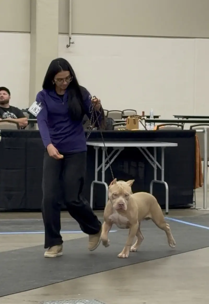 Samba Kennels Family Shines at the ABKC D-Town Bullie Showdown 2.0