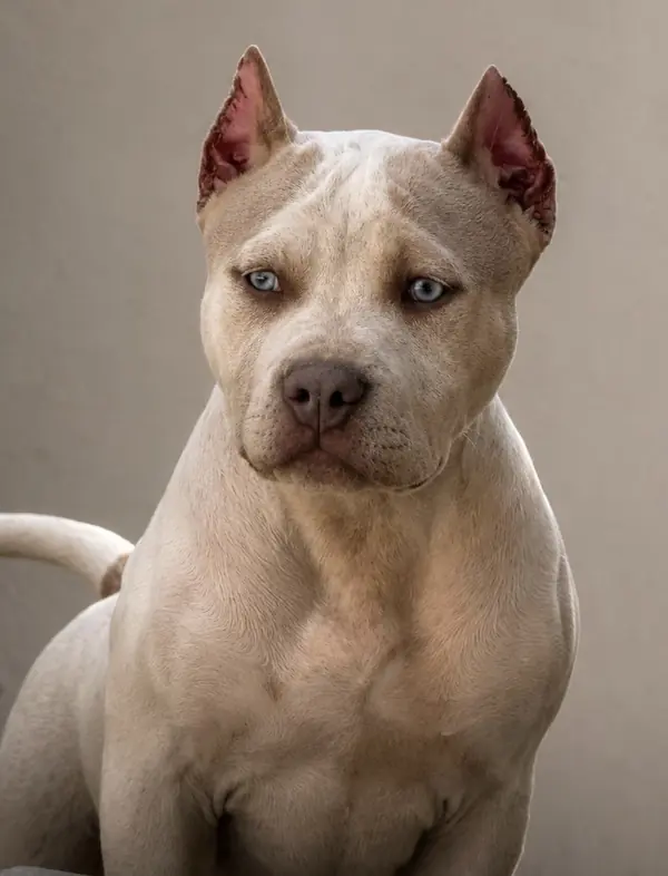 SOLD - EUROPE · LPK Matrix × Romana