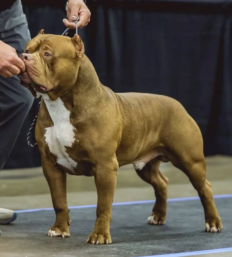 ABKC champion “RIGGS”