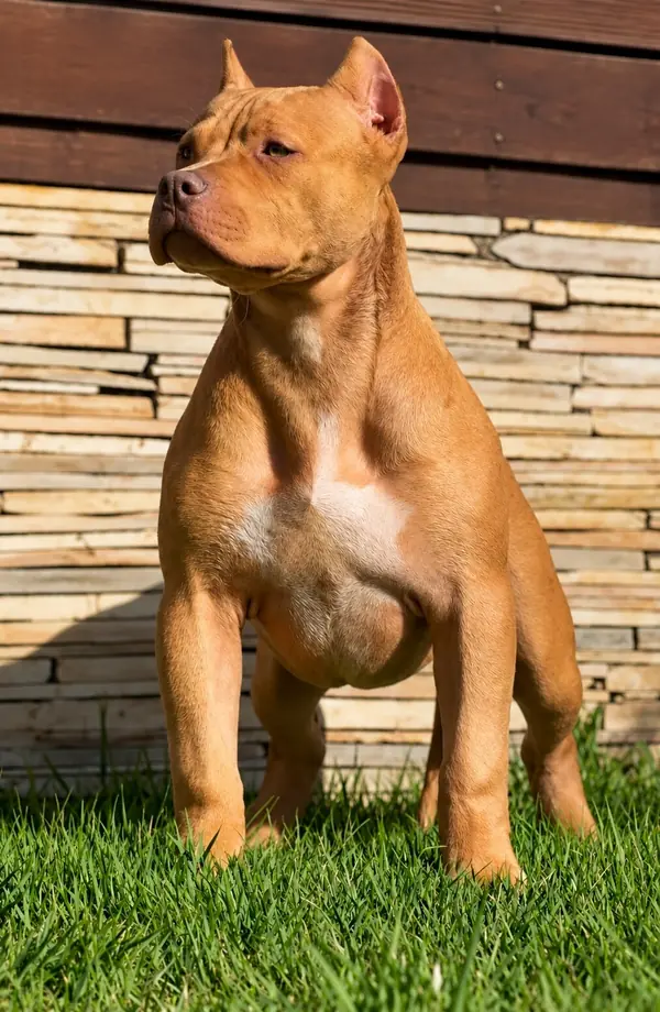 2nd Pick Female · LPK Matrix × Romana