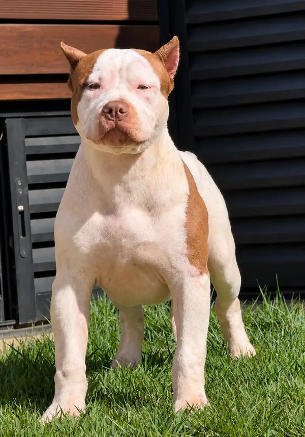 2nd Pick Male · LPK Matrix × Romana