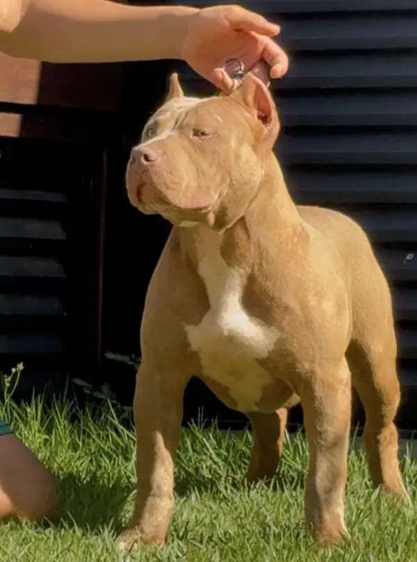 1st Pick Male KEEPER · LPK Matrix × Romana