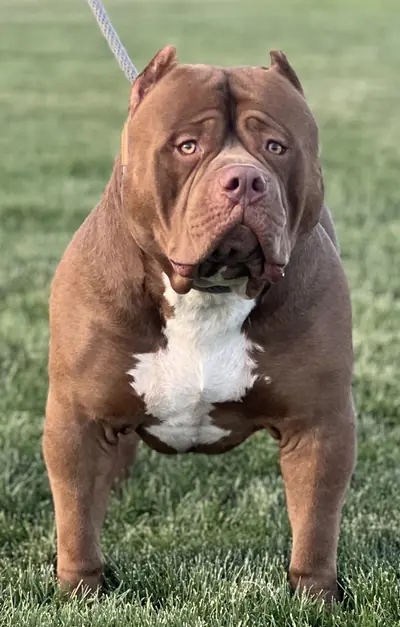 ABKC champion “RIGGS”