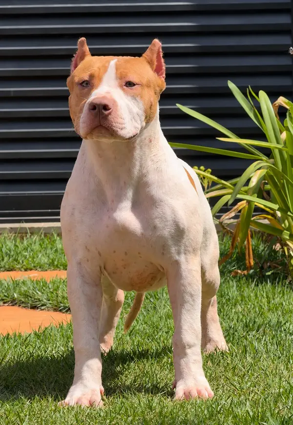3rd Pick Female · LPK Matrix × Romana