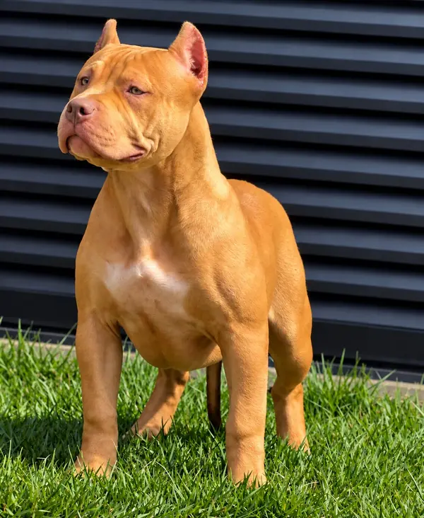 1st PICK FEMALE · LPK Matrix × Romana