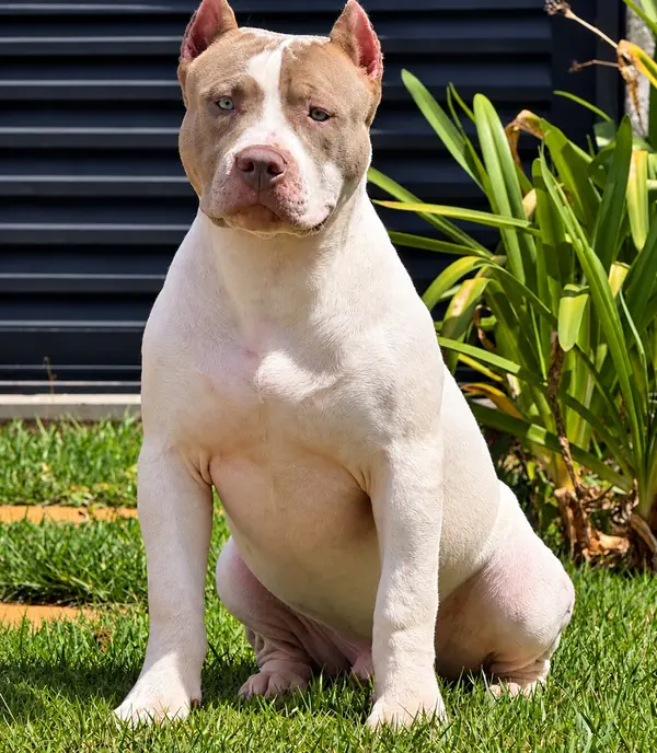 3rd Pick Male · LPK Matrix × Romana