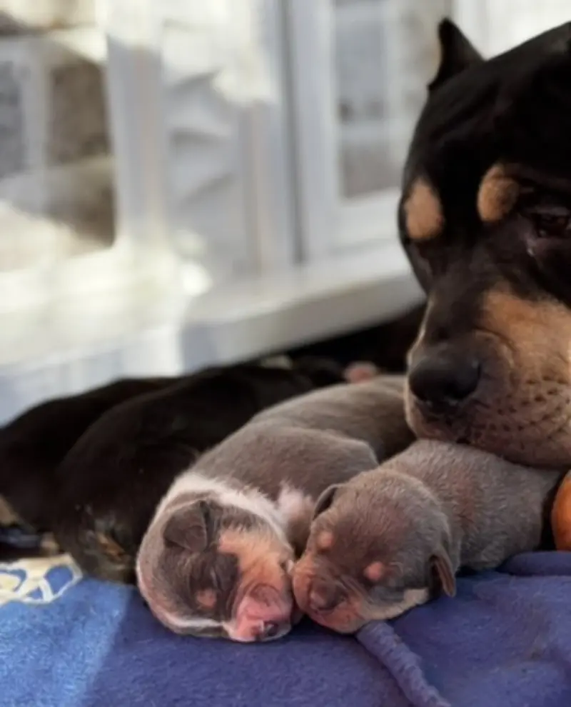 Whelping Checklist: Essential Supplies and Preparation for Dog Breeders | Samba KennelsResponsible Breeder Should Have