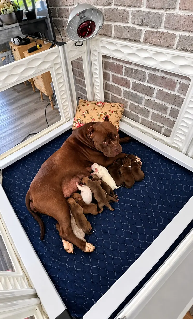 Whelping Checklist: Essential Supplies and Preparation for Dog Breeders | Samba KennelsResponsible Breeder Should Have